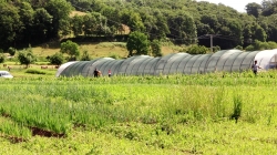 Market gardening - fields and greenhouse